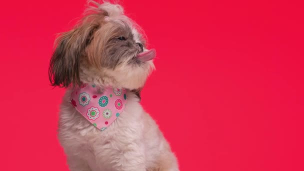 Pembe Bandanalı Küçük Shih Tzu Köpek Yavrusu Yukarı Bakıyor Dilini — Stok video