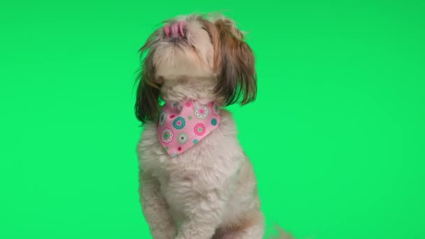 Projektvideo Des Eifrigen Kleinen Shih Tzu Hundes Mit Rosa Kopftuch — Stockvideo