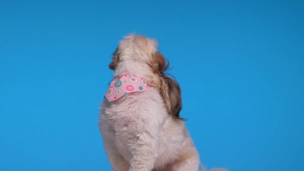 ピンクのバンダナを見上げて 鼻を舐め 青い背景で食べ物を乞う奇妙な貪欲なシュズ犬 — ストック動画