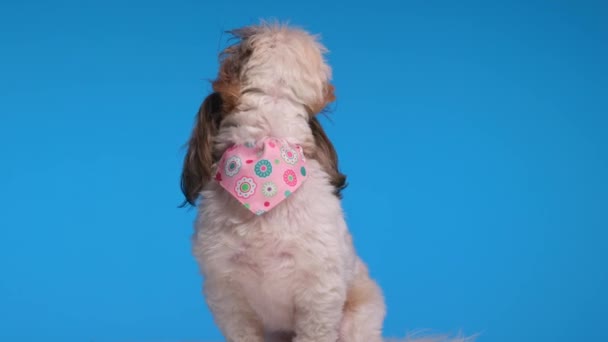 熱心な小さなシシュズ犬がジャンプし 上を見上げて 貪欲で青い背景に座っている間 治療を求める — ストック動画