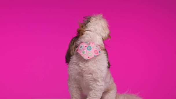 Wideo Projektu Chciwy Mały Pies Shih Tzu Patrząc Górę Prosząc — Wideo stockowe