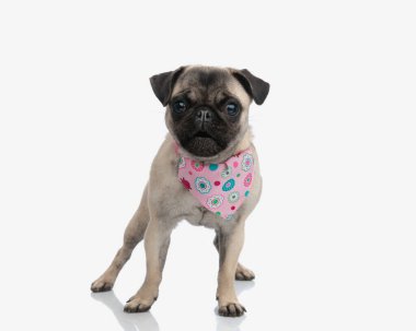 Boynuna pembe bandana takmış küçük bir köpek yavrusu ve stüdyoda beyaz arka planın önünde duruyor.