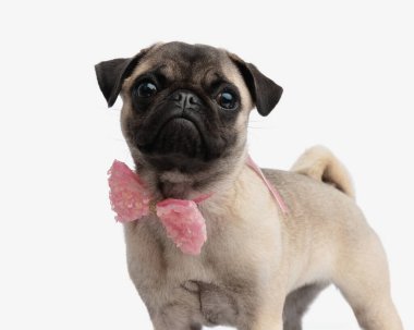 Pembe papyonlu zarif bayan pug beyaz arka planda dikilip ileriye bakıyor.