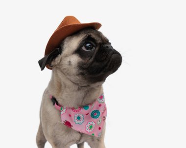 Kovboy şapkası ve pembe bandanalı meraklı küçük bir köpek. Yukarı bakıyor ve stüdyoda beyaz arka planda duruyor.
