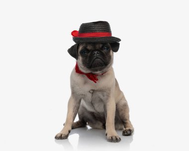 Şapkalı, kırmızı papyonlu güzel bir köpek yavrusu kameraya bakıyor ve beyaz arka planda oturuyor.