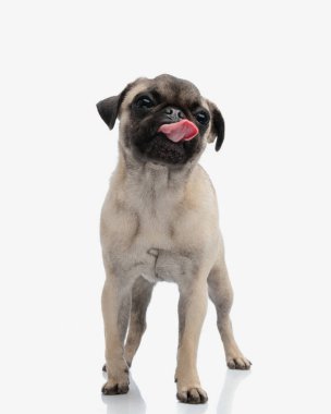 Küçük sevimli köpecik gözlerini kaçırıyor, burnunu yalıyor ve beyaz arka planda yürüyor.