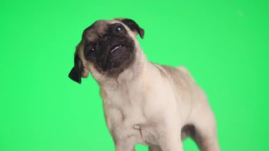 Dili açık, şeffaf camları yalayan ve yavaş çekimde yeşil arka planda aç olan güzel bir köpek yavrusu.