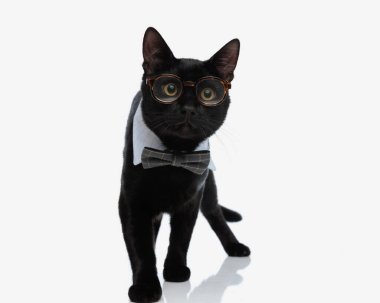 Papyonlu ve gözlüklü meraklı siyah kedi beyaz arka planda yürüyor, bir beyefendi gibi görünüyor.