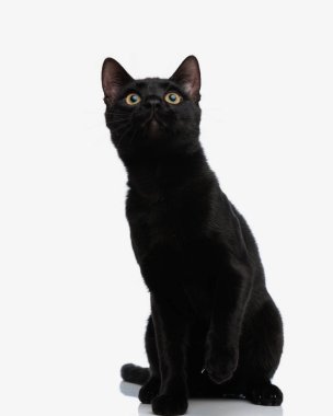 Meraklı siyah kedi oturuyor ve beyaz arka plana bakıyor.