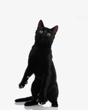 metis kedi arka ayakları üzerinde duruyor ve beyaz arka planda yükseliyor.