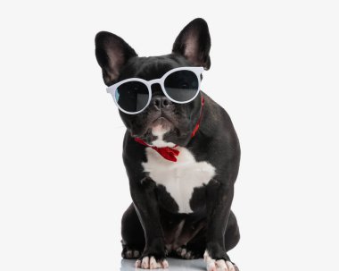 Güneş gözlüğü takan ve kırmızı papyon takan beyefendi beyaz arka planda oturuyor.