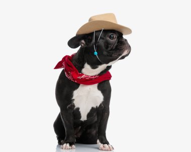 Meraklı kovboy buldog şapka ve bandana takıp otururken yan tarafa bakıyor.