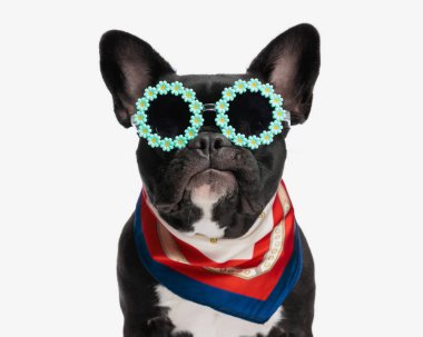 Çiçek takan, güneş gözlüğü takan ve beyaz arka planda boynu renkli bandana takan sevimli Fransız bulldog 'un yakın çekimi.