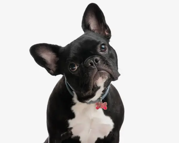 stock image closeup of adorable frenchie with collar leaning its head to side while sitting on white background