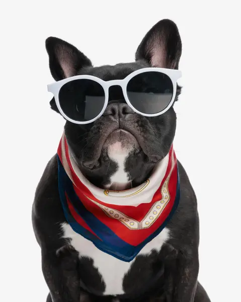 stock image close up of adorable frenchie wearing sunglasses and scarf around neck while sitting on white background