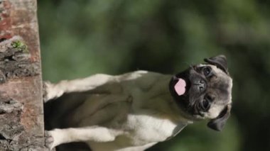 Parktaki ahşap bir ağaçta otururken dili açık soluyan sevimli paspas köpeği.