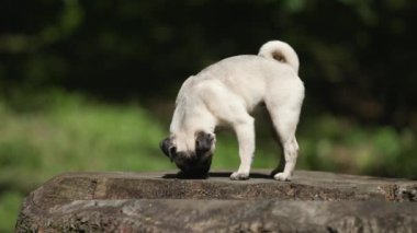 Meraklı köpek bir kütüğe tırmanıyor ve etrafı kokluyor ve vücudunu sallıyor.