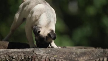 Güzel paspas köpekleri dışarıdaki ağaç kütüğüne basarken kokluyor ve keşfediyor.