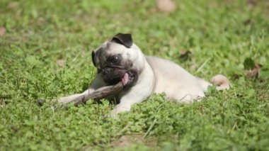 Sevimli paspas köpeği yere uzanmış ve onu çiğnerken bir tahta parçasıyla oynuyor.