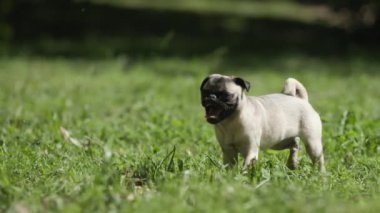 Mutlu köpek çayırda yürüyor, dili açık ve neşeli görünürken parkı keşfediyor.