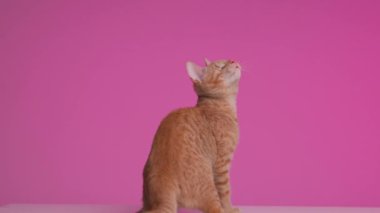 Tatlı, küçük, gözsüz kediciğin meraklı arka planda dikilip pembe arka planda havada zıplaması.