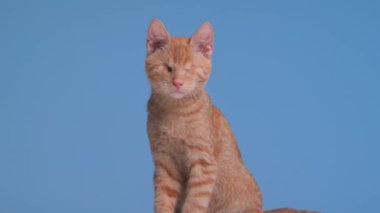 Vizyonu olmayan tatlı kedicik stüdyoda mavi arka planda oturuyor ve utanıyor.