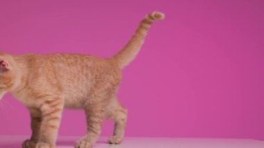 Güzel, küçük kedicik, gözü kapalı yürüyor, arıyor, pembenin önünde kokluyor ve merak ediyor.