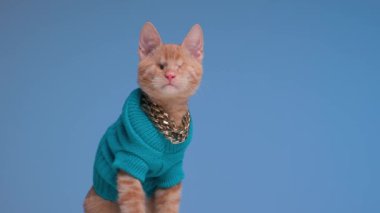 Gözleri olmayan, mavi örgü kostüm ve altın yakalı aç küçük bir kedi, baş aşağı dönüyor ve mavi arka planda burun yalıyor.