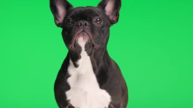 Meraklı bir Fransız bulldog 'u yeşil arka planda otururken yan ve yukarı bakar ve ilgilenir