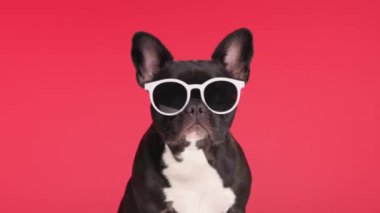 Moda Fransız buldog köpeği yuvarlak güneş gözlüğü takıyor ve kırmızı ve pembe arka planda otururken etrafa bakıyor.