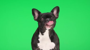Güzel Fransız buldog köpeği yukarı bakıyor, dilini çıkarıyor ve yeşil arka planda otururken ağzını yalıyor.