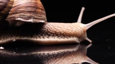 Kahverengi salyangozun büyük kırılgan kokleasıyla yiyecek ararken ve karanlıkta sürünürken çekilmiş videosunu kapat.