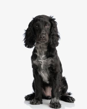 Utangaç küçük İngiliz cocker spaniel köpek yavrusu beyaz arka planda oturuyor ve yukarı bakıyor