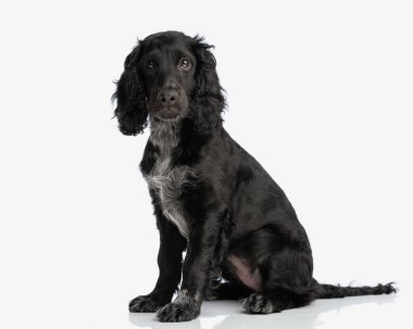 Stüdyoda beyaz arka planda oturan ve ileriye bakan güzel siyah İngiliz cocker spaniel köpeğinin yan görüntüsü