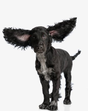 Şirin cocker köpek yavrusu kulaklarını açar ve bir uçak gibi uçar beyaz arka planda ayakta durur.