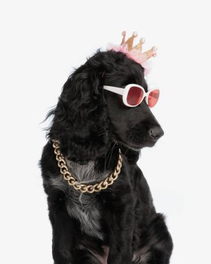 moda şık İngiliz cocker spaniel köpek taçlı ve güneş gözlüklü beyaz arka plana bakıyor ve oturuyor