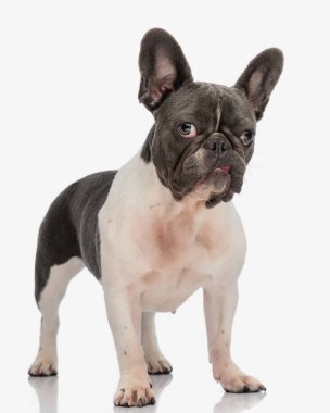Sevimli Fransız köpeği ileri bakıyor ve stüdyoda beyaz arka planın önünde duruyor.