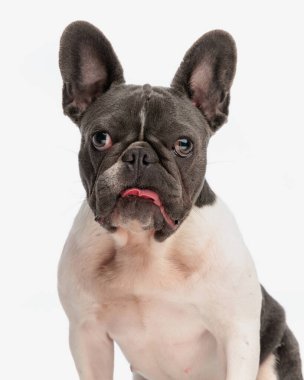 Güzel Fransız bulldog köpeği stüdyoda beyaz arka planda otururken dilini çıkarıp nefes nefese kalıyordu.