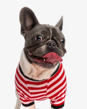 Kırmızı ve beyaz çizgili kostüm giyip beyaz arka planda dururken dilini çıkarıp nefes nefese kalan mutlu Fransız buldog köpeği.