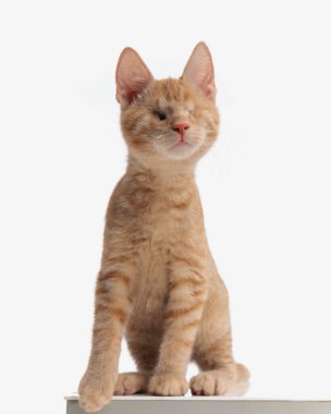 unique orange tabby kitty with no vision being curious and sharpening her hearing while sitting on the table in front of white background clipart