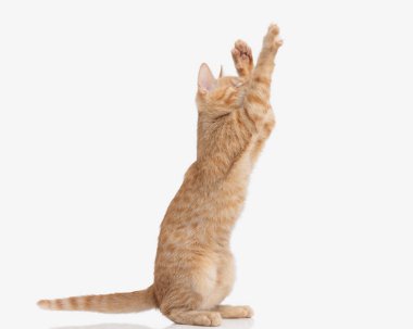 happy orange eyeless kitty standing on her behind legs and playing with front legs in the air in front of white background in studio clipart