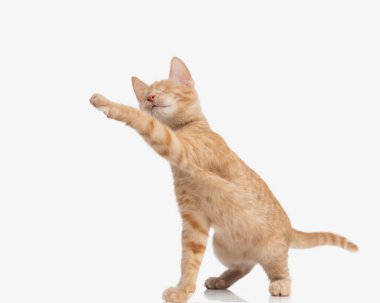 Sevimli, küçük bir kedi, gökyüzünde bacağını tutuyor ve beyaz arka planda dokunmaya çalışıyor. 