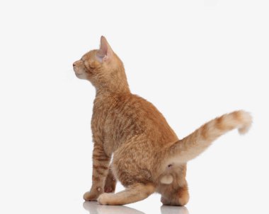 Tatlı turuncu tekir kedinin arka görüntüsü. Önünde oturan ve işitme duyusunu keskinleştiren beyaz arka plan.