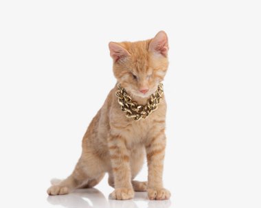 cute little metis kitty with no eyes wearing golden collar and walking in front of white background in studio clipart