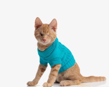 beautiful eyeless kitty wearing blue knitted jacket and sitting in front of white background in studio clipart