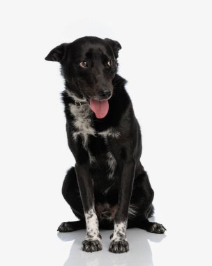 Utangaç metis siyah köpek beyaz arka planda otururken yana bakıyor ve nefes nefese.