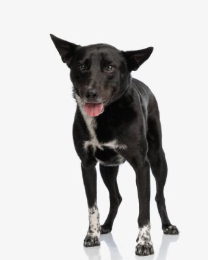 Beyaz arka planda ileri bakarken dışarı sarkan ve nefes nefese kalan sevimli siyah metis köpeği.