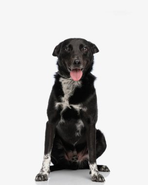 Stüdyoda beyaz arka planda otururken güzel siyah köpek dilini çıkarıp nefes nefese kalıyordu.