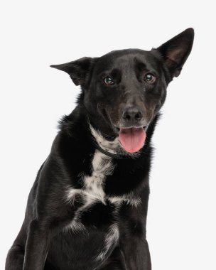 Mutlu metis siyah köpek beyaz arka planda otururken dilini dışarı çıkarıyor ve ileriye bakıyor.
