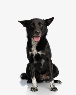 tapılası metis siyah köpek dilinden sarkan ve arka planda otururken ileriye bakan